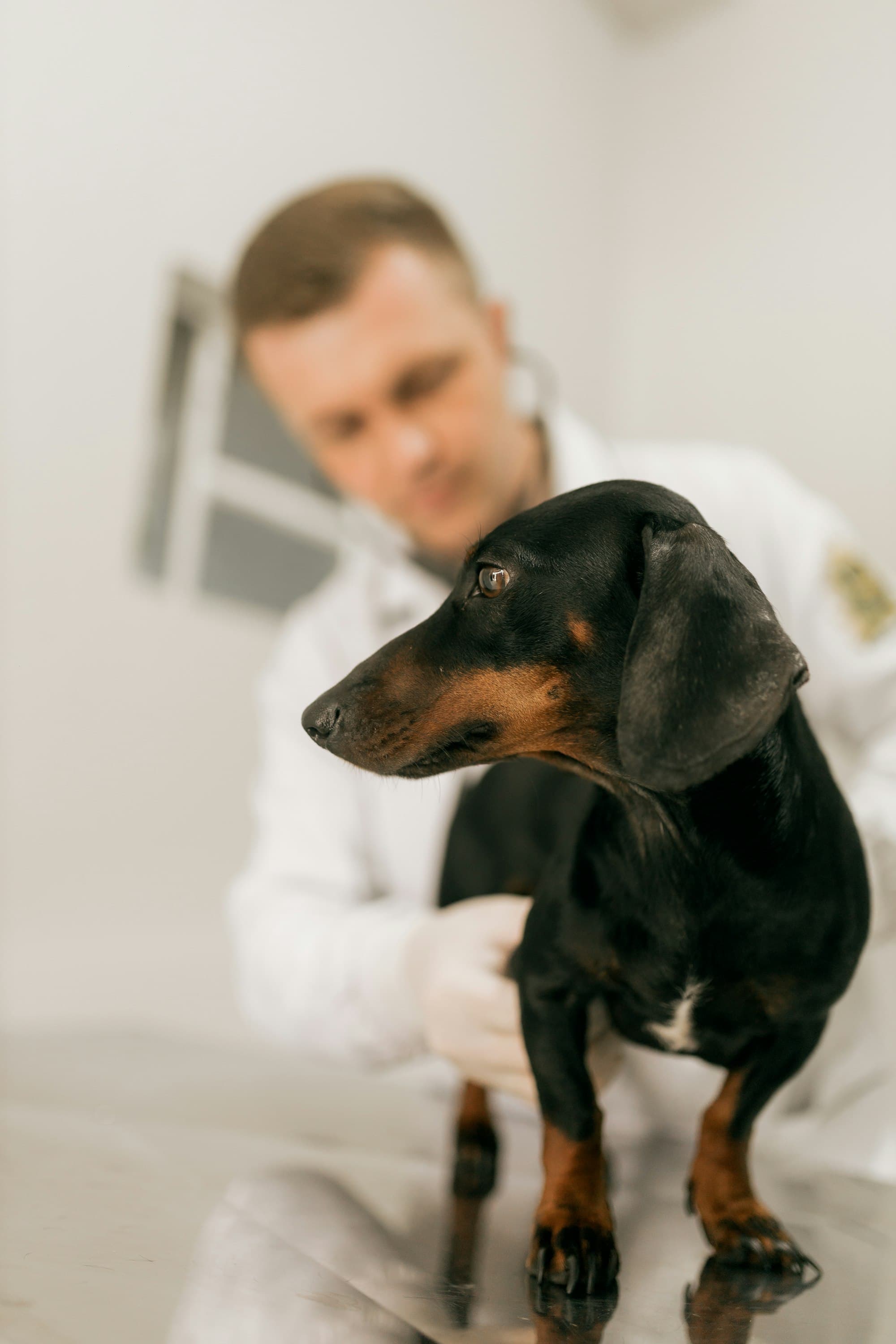 A veterinarian examining a calm dachshund on the examination table